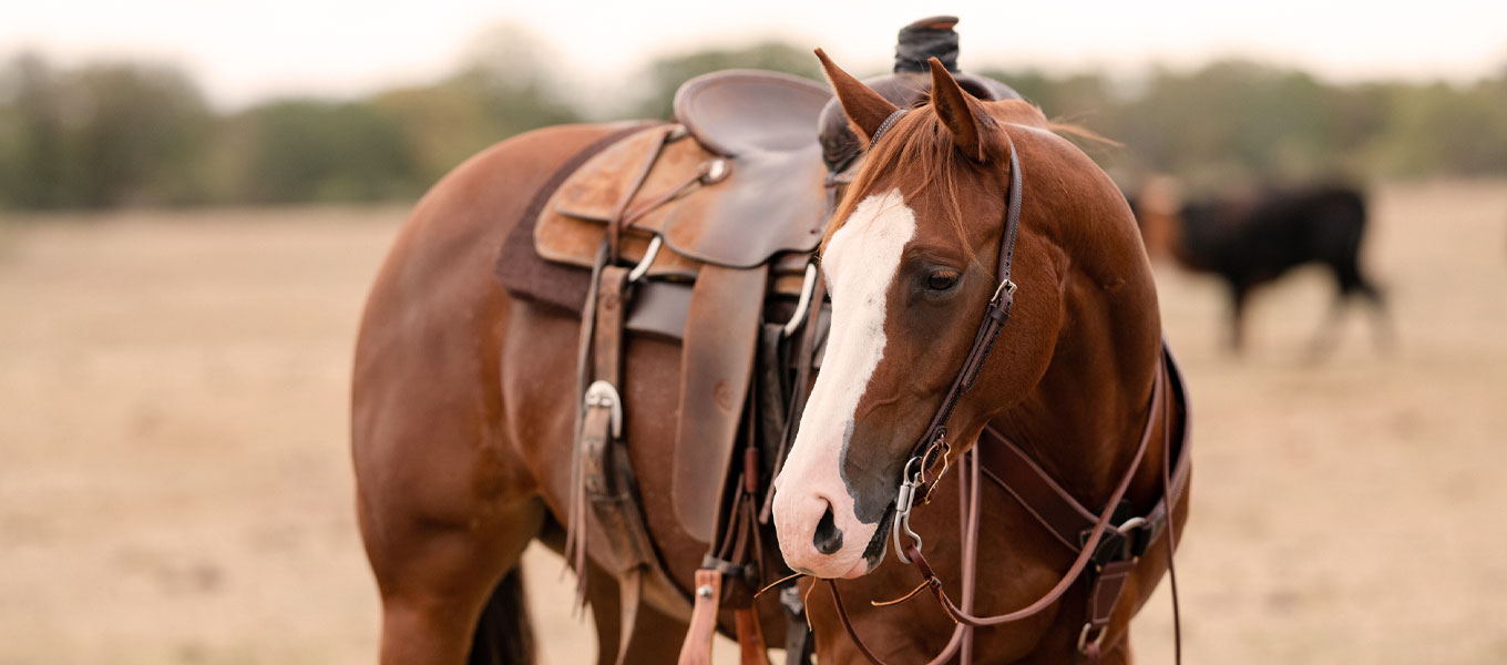 Premium Quality Horse Tack Sets Equipment and Gear
