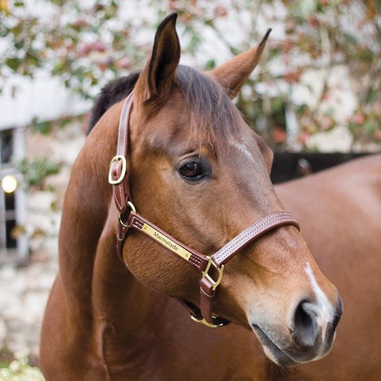 Perri's Professional Leather Halter with Engraved Plate