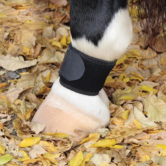 Professional's Choice Ventech Pastern Wrap