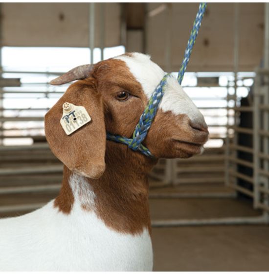 Cattle Rope Halter - Weaver Livestock