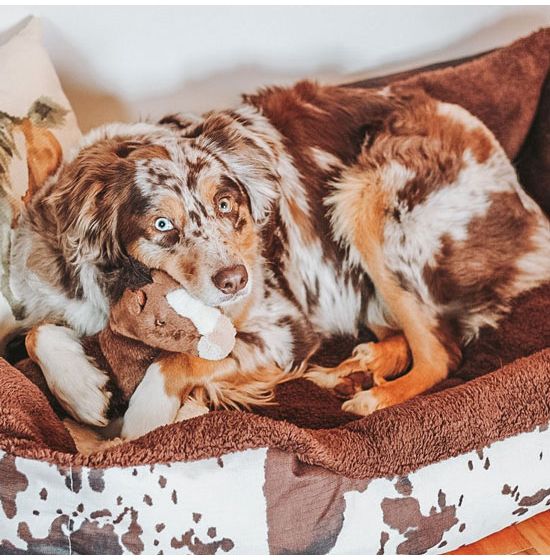Rod s Exclusive Chocolate Sherpa Lined Cowhide Pet Bed