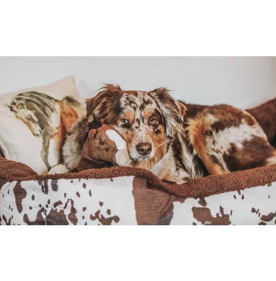 Cowhide dog blanket online