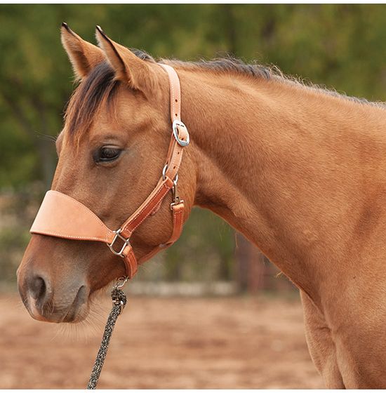 Halters  Shop Horse Halters Including Rope Halters, Western Show