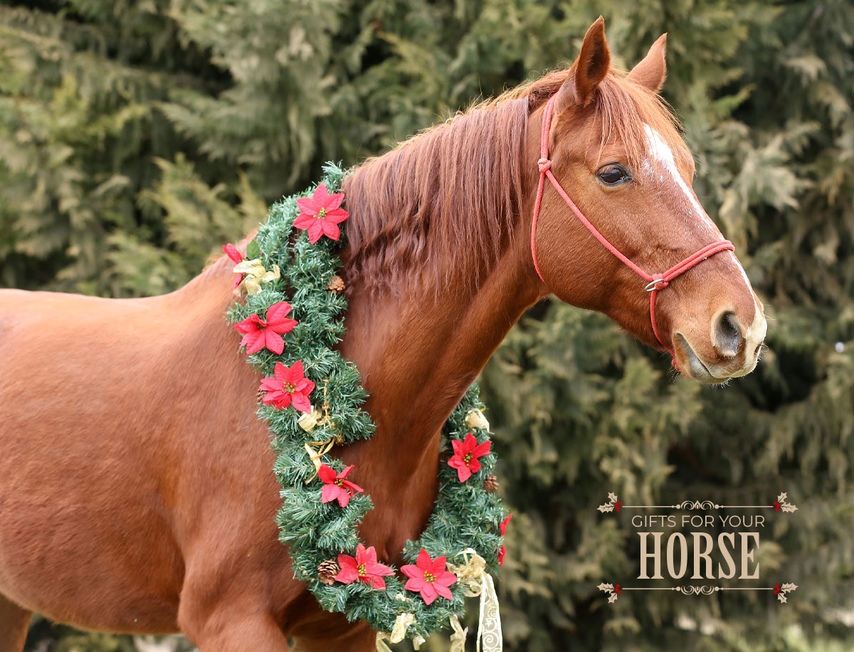 Shop Gifts for Your Horse